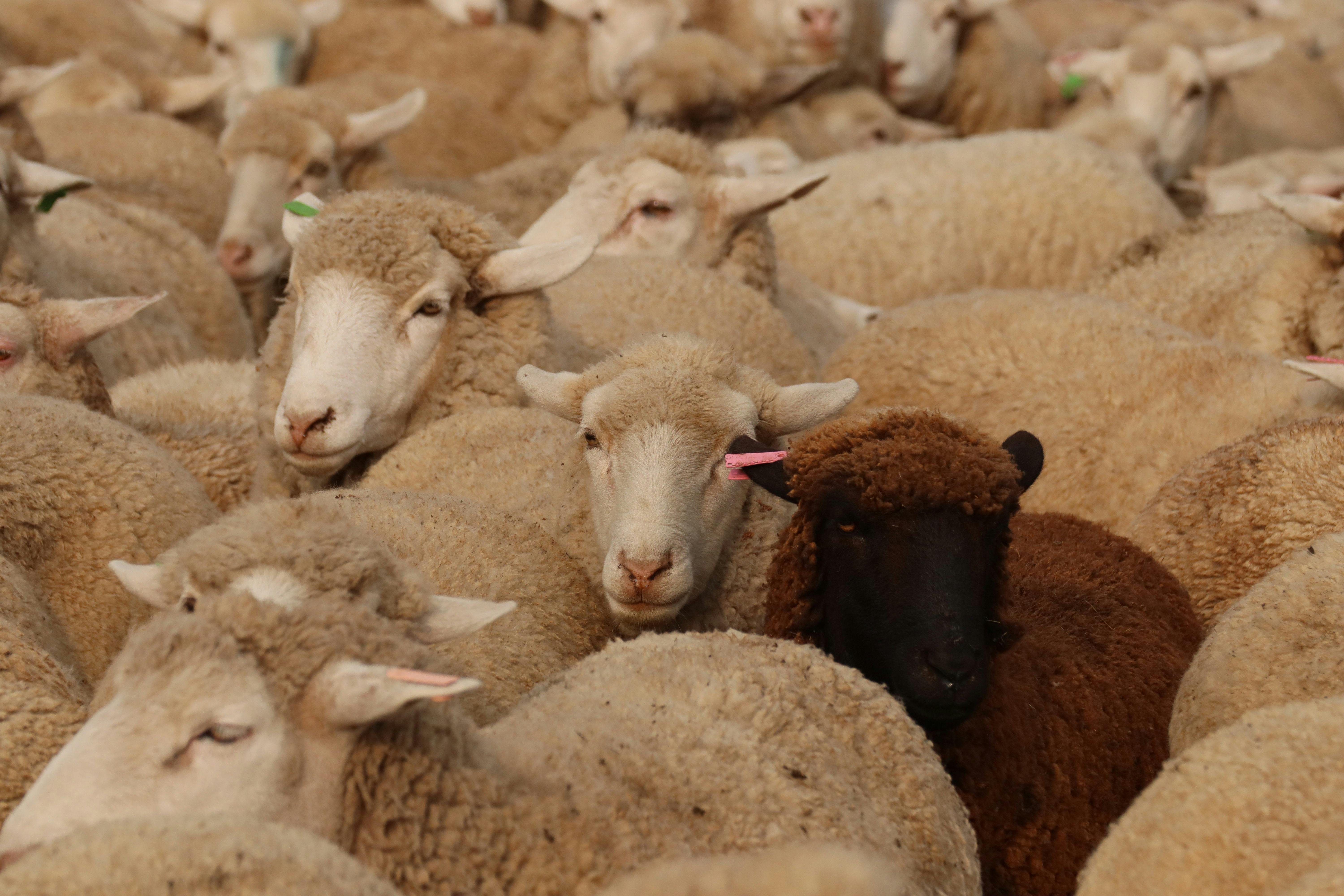 Keunikan Sadran Tenong di Temanggung