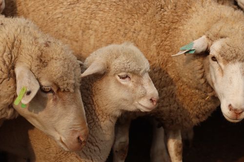 Free A group of sheep huddled together showing woolly texture and ear tags. Stock Photo