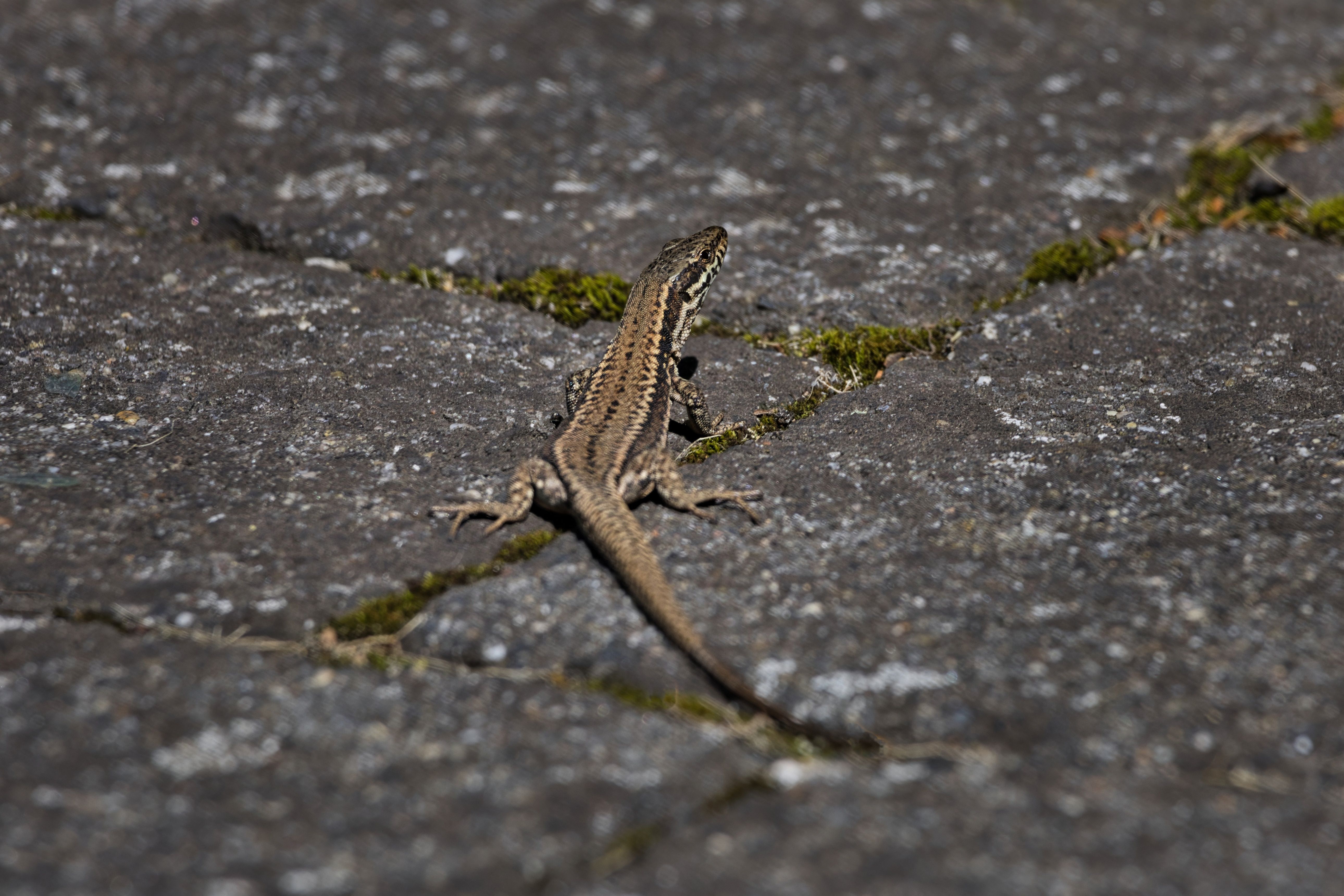 Fotomural Imagen detallada de un pequeño lagarto tomando el sol sobre una superficie de piedra texturizada al aire libre.