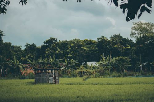 Free Serene rural scene capturing lush green rice fields and rustic huts in Rangpur, Bangladesh. Stock Photo