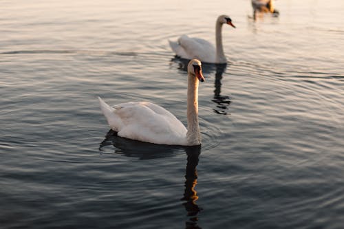 White Swan Swimming