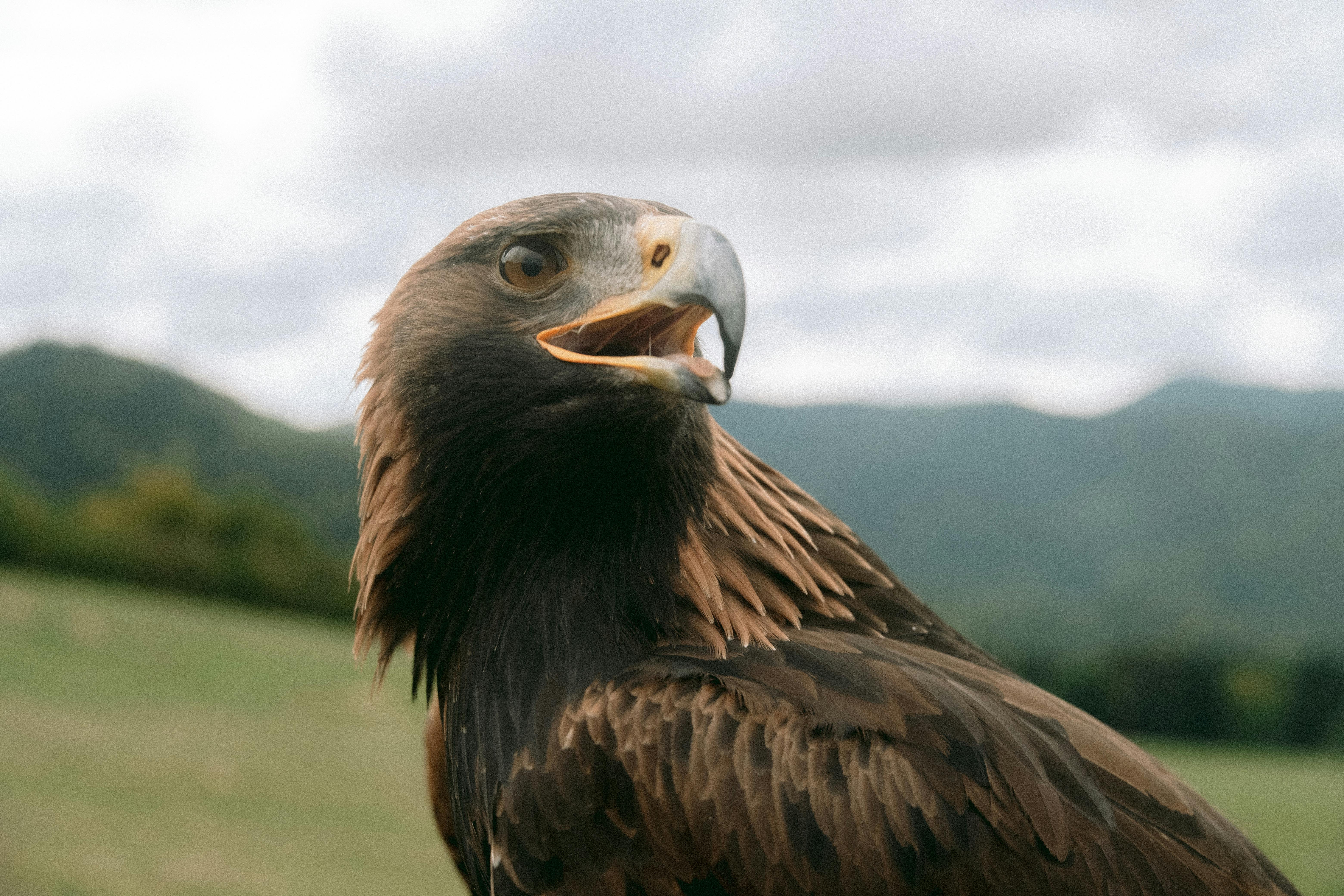 Golden eagle soaring over Greek mountains