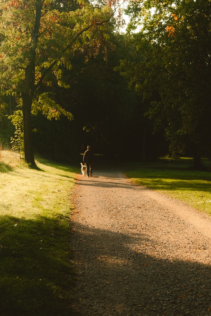 Early morning dog walk before heat builds on pavement