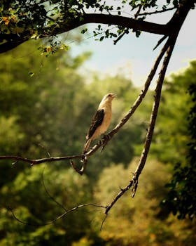 A stunning photograph of a bird perched on a branch, set against a vibrant tropical forest backdrop.