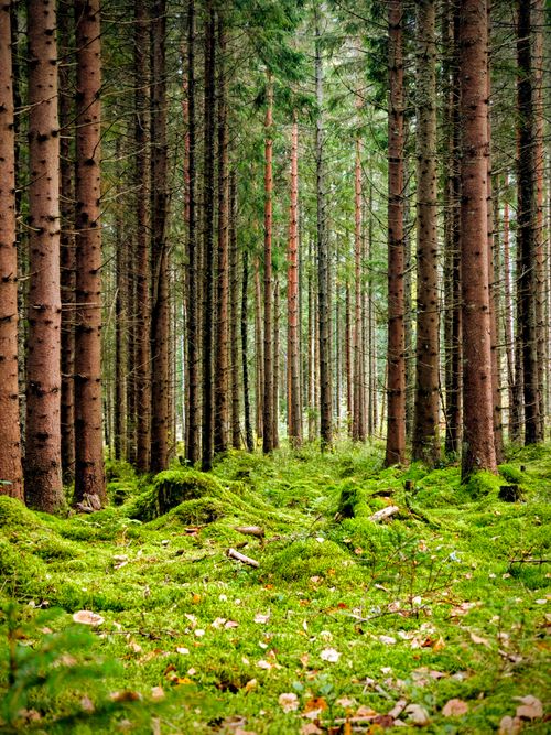 Free Captivating view of a lush green forest in Sweden, showcasing pine trees and mossy ground. Stock Photo