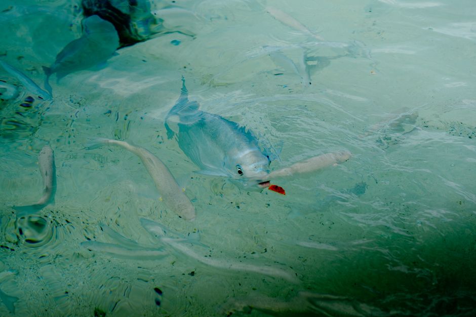 A vibrant tropical fish swimming in pristine turquoise water, capturing nature's beauty.
