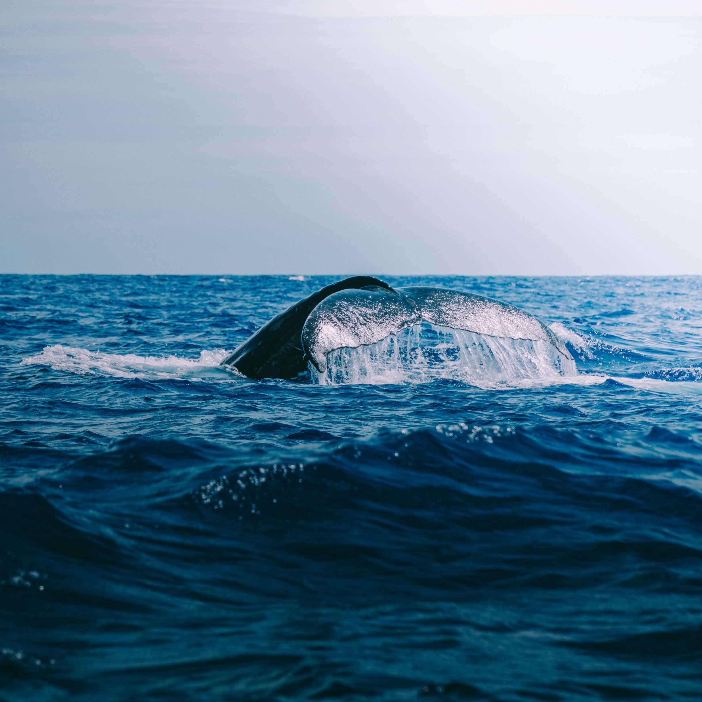 A breathtaking view of a whale's tail above the ocean surface, highlighting marine beauty.