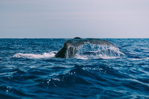 Mysterious Winter Migrations of Ocean Creatures
