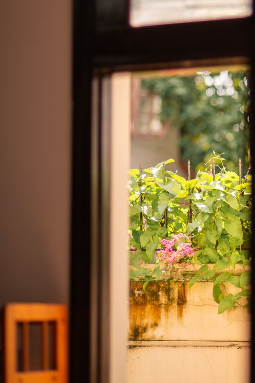 Free A peaceful view through a window showcasing lush green leaves and vibrant flowers on a sunny day. Stock Photo