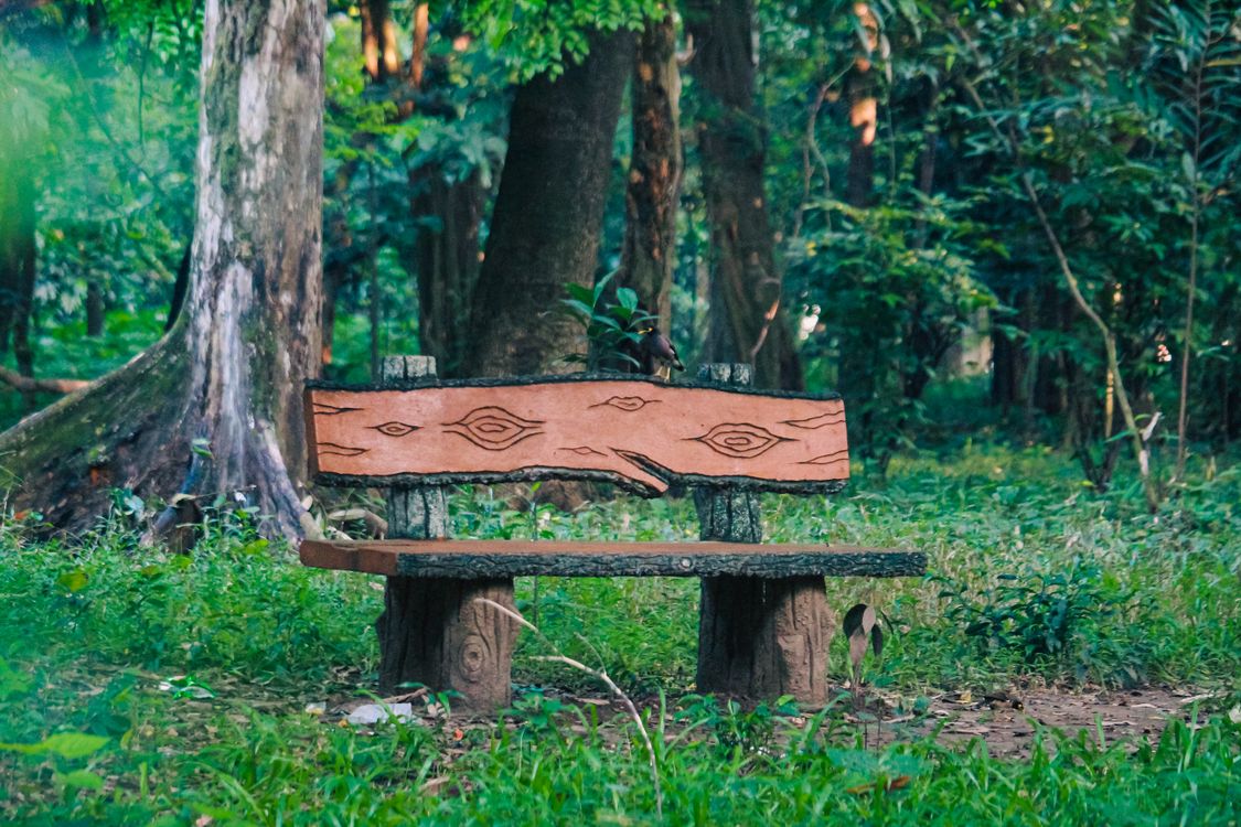 Forest With Bench Rustic Wooden Bench in Forest Setting · Free Stock Photo