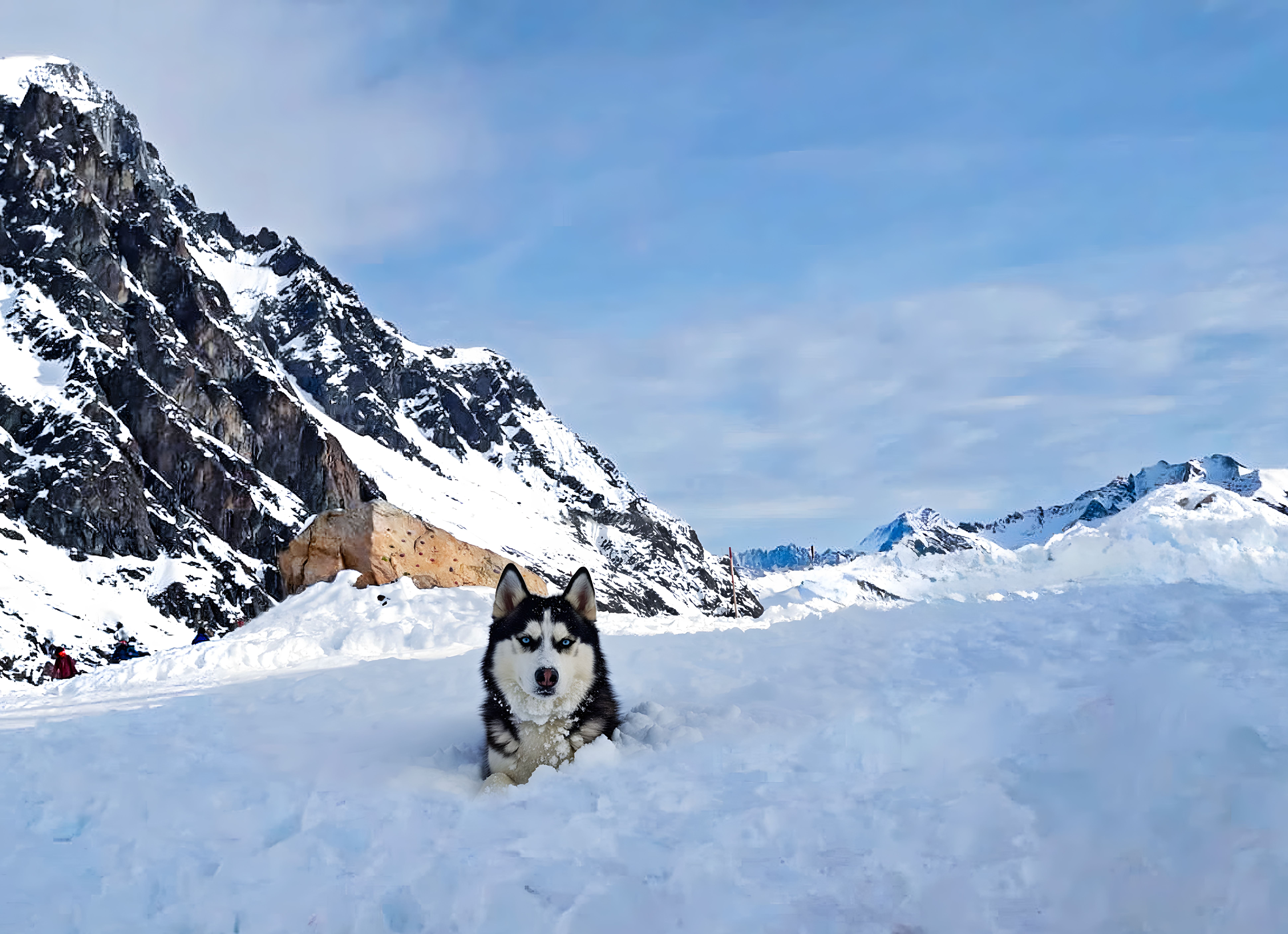 Helicopter Glacier & Dog Sledding Adventure Tour - Husky dog resting in snowy mountains with clear blue sky background.