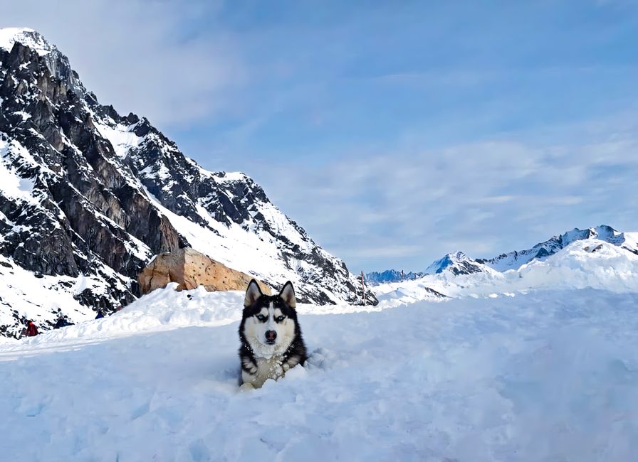 Helicopter Glacier & Dog Sledding Adventure Tour - Husky dog resting in snowy mountains with clear blue sky background.
