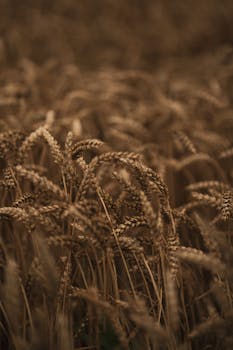 A close-up shot of a golden wheat field in warm autumn light, evoking a sense of harvest and tranquility.