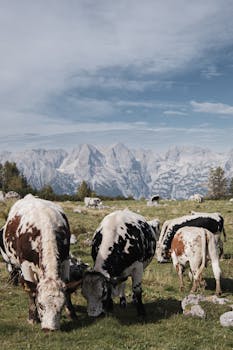 Cows grazing with stunning mountain backdrop in Hinterstoder, Austria.