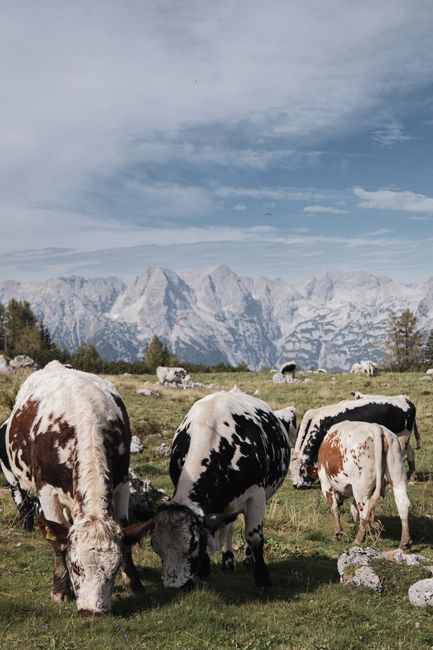 Cows grazing with stunning mountain backdrop in Hinterstoder, Austria.
