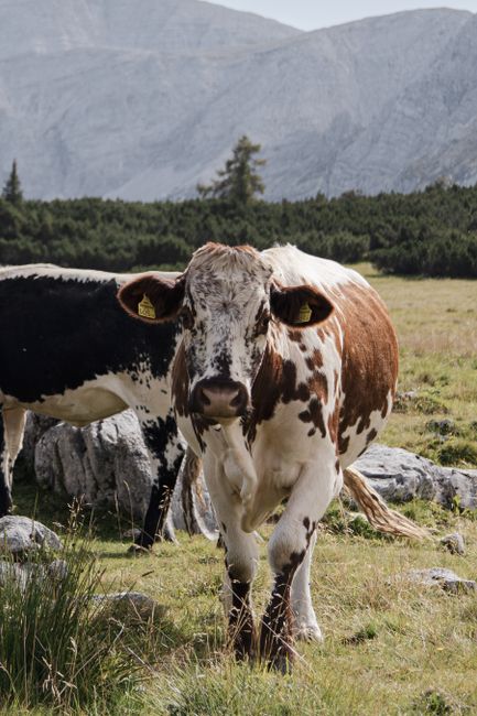Cows grazing in a scenic alpine meadow in Hinterstoder, Austria with mountain backdrop.