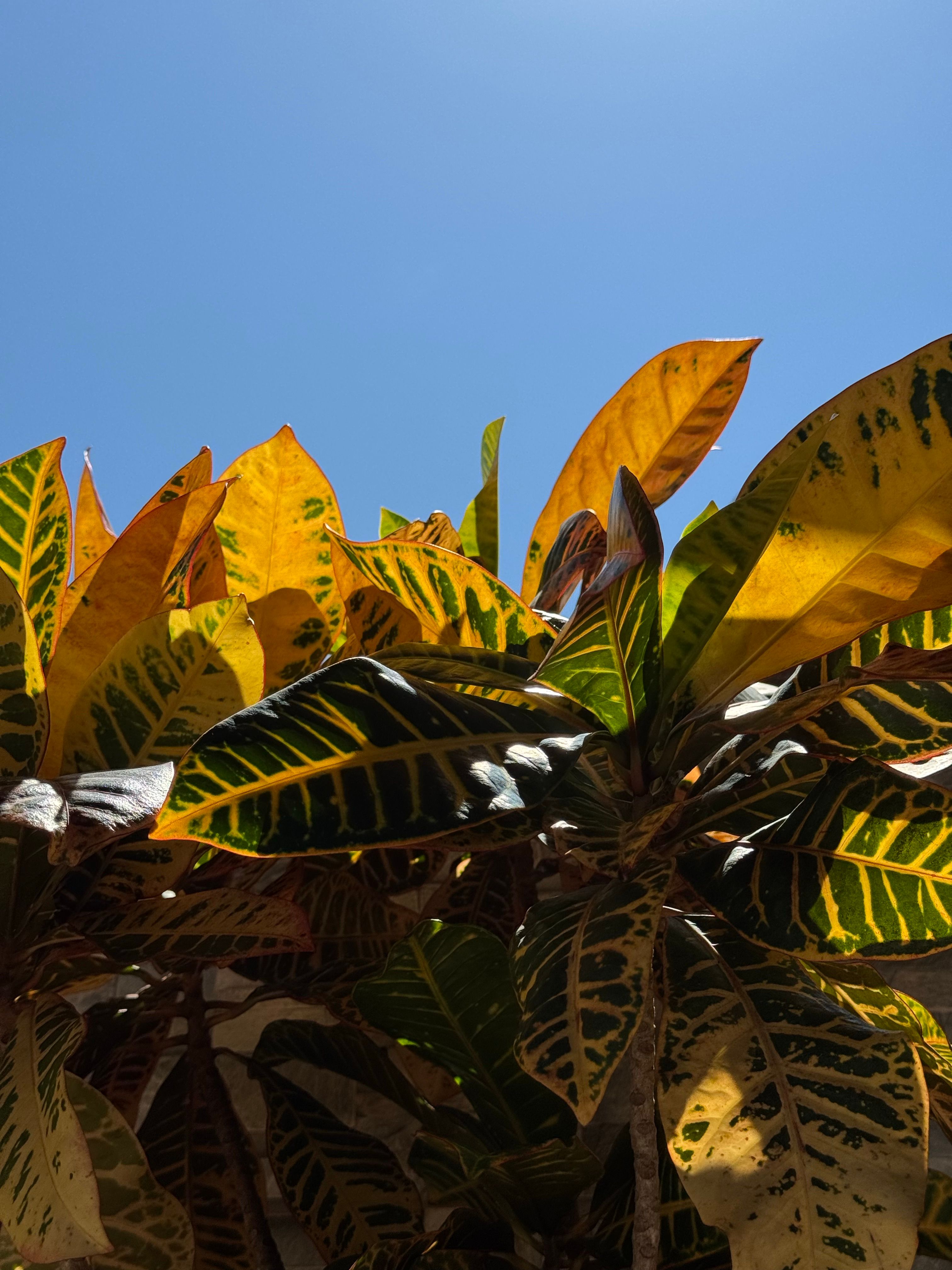 Vibrant Croton Leaves Under Clear Blue Sky · Free Stock Photo