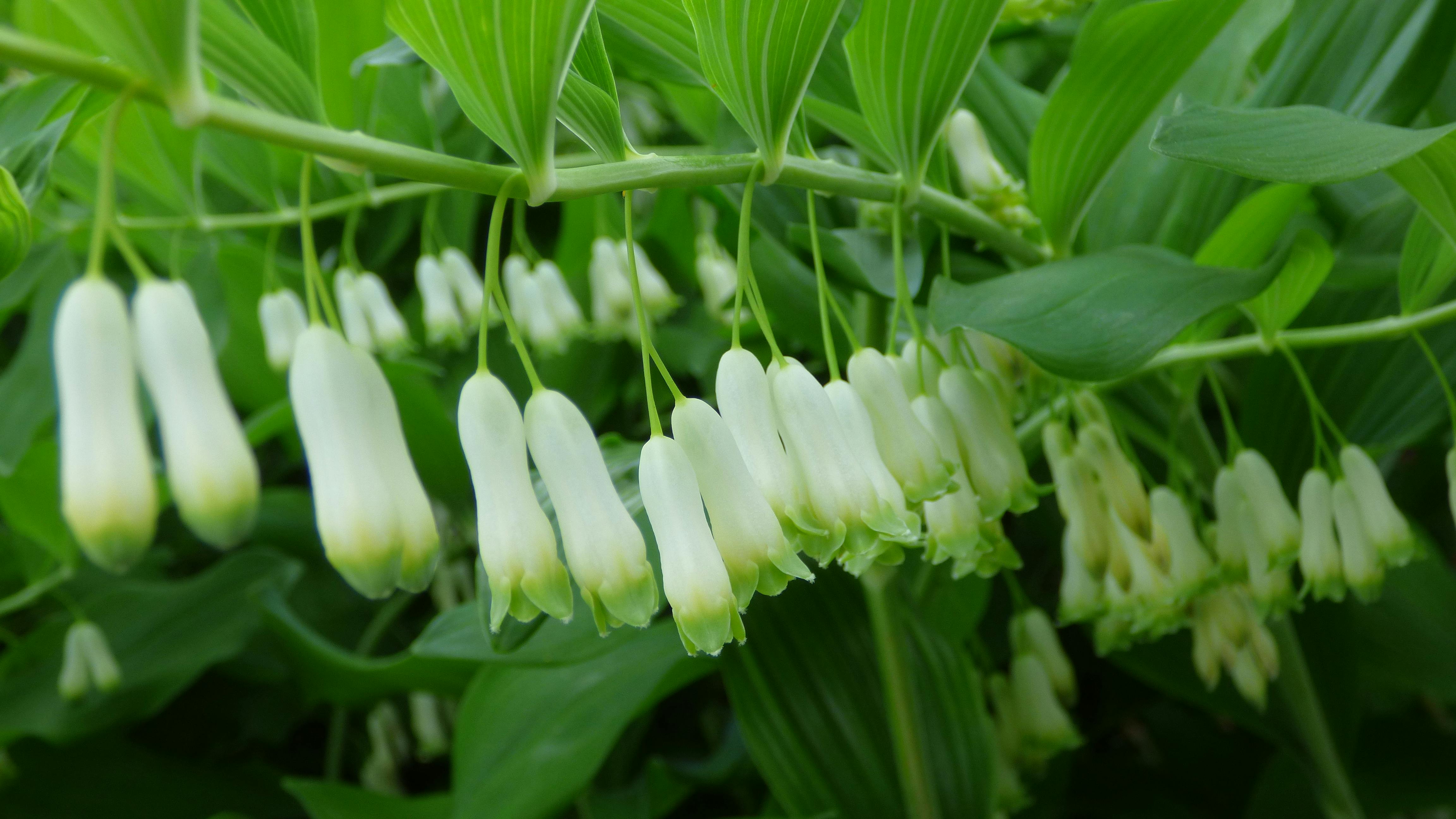 Image of the Great Wall