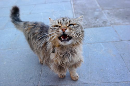 Free stock photo of angry, animal world, cat Stock Photo