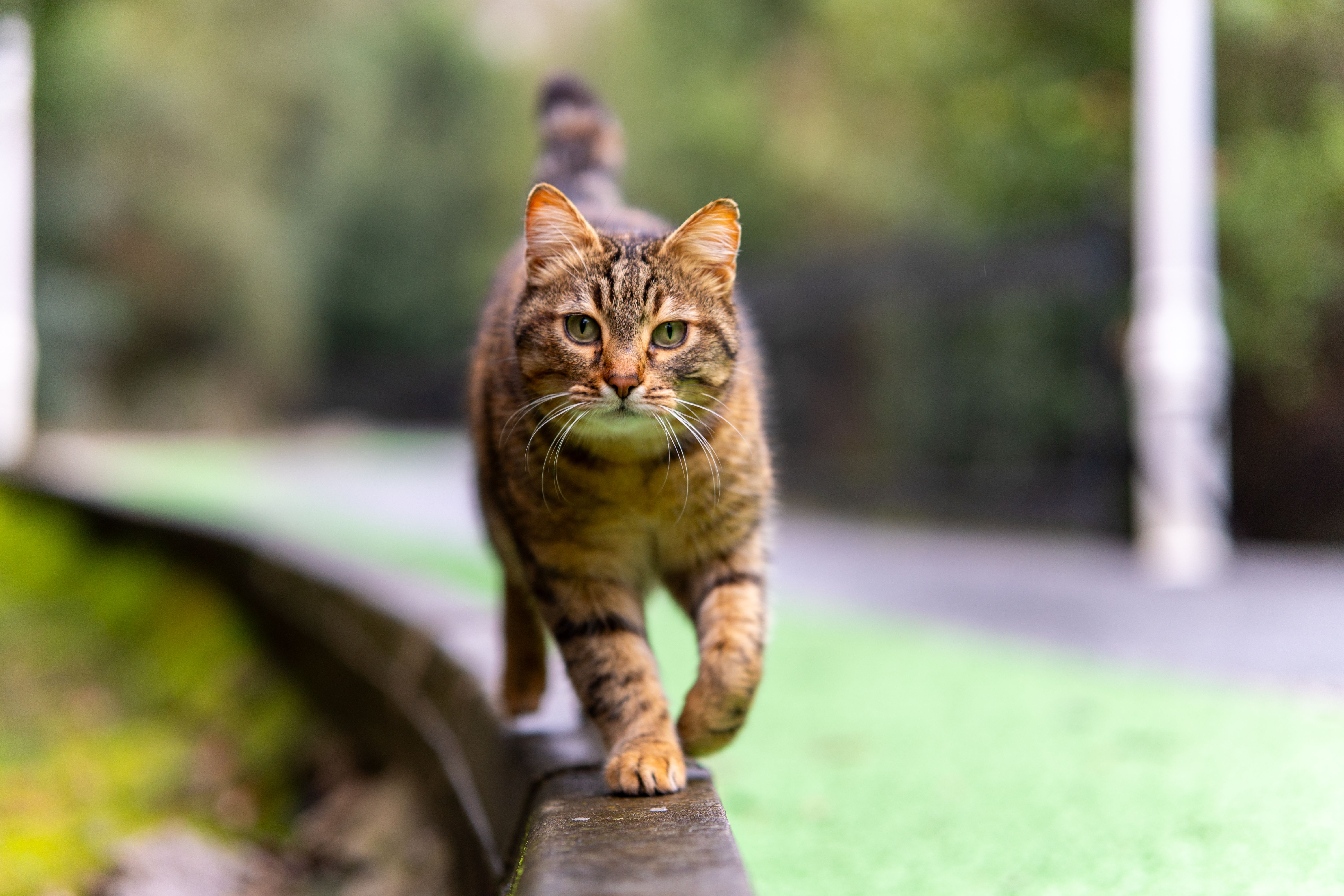 animals move walk