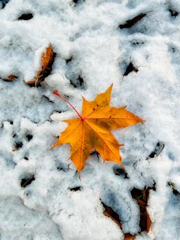 A vibrant orange maple leaf rests on a snow-covered ground, showcasing the transition from autumn to winter.