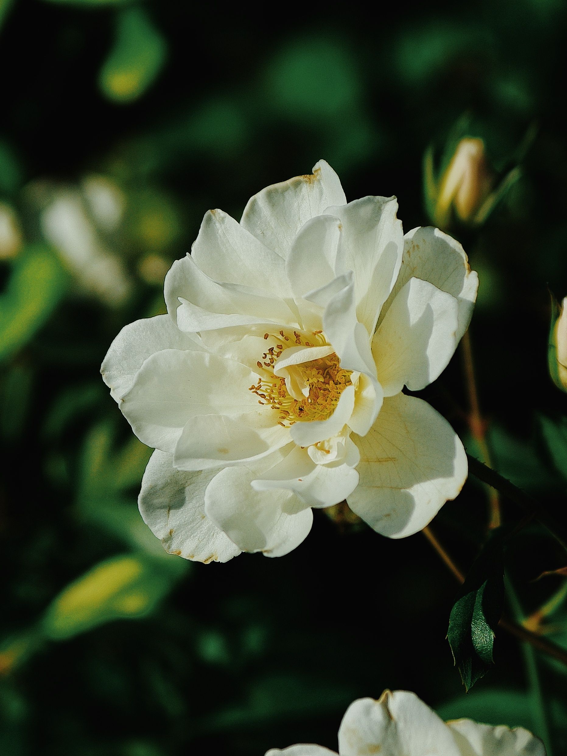 White Flower in Macro Shot · Free Stock Photo