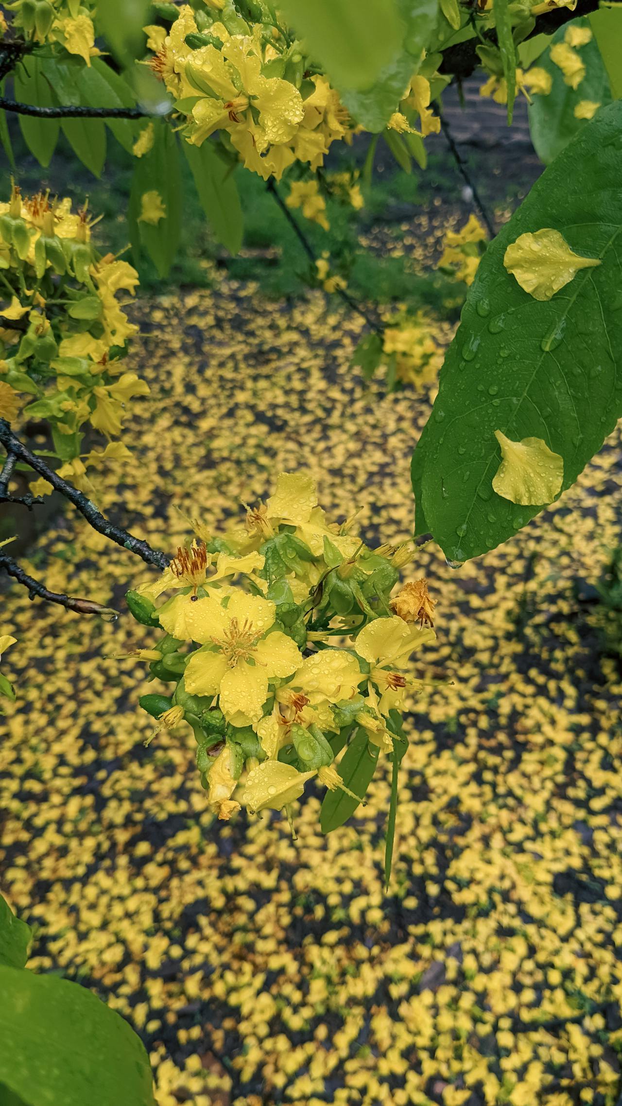 Thám tử lừng danh Conan | Chương 0958