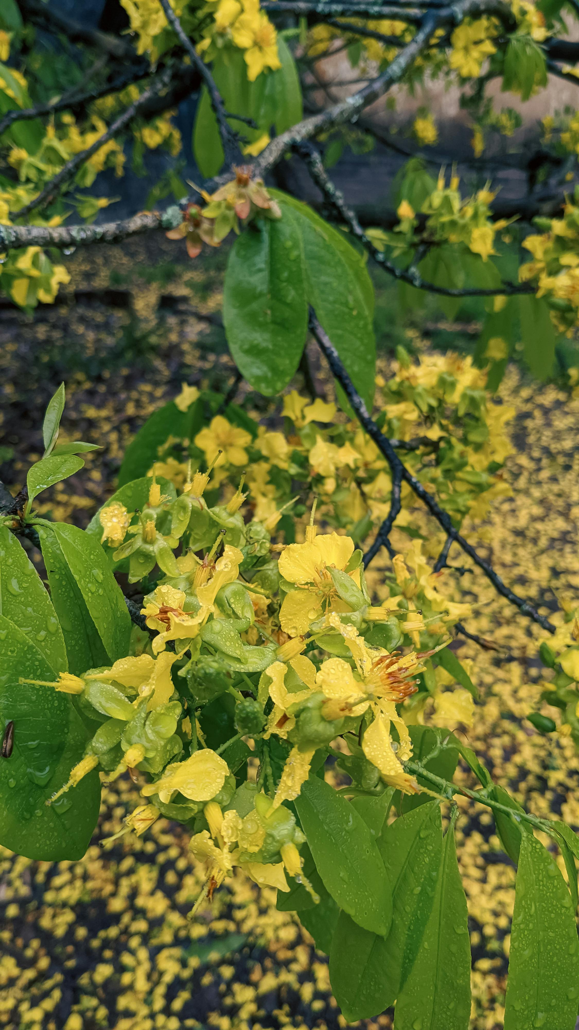 Trung tâm nghiên cứu văn học, phát triển nhà văn Việt Nam