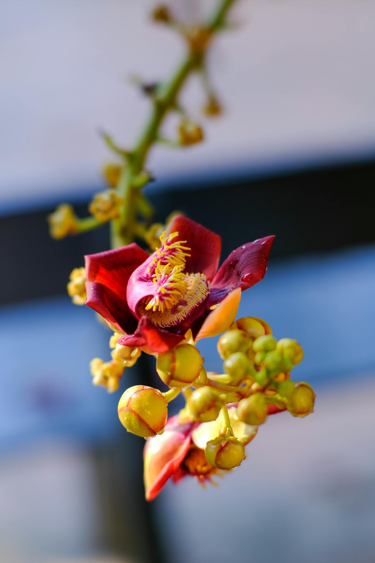 Ngũ giới (Pañcaśīla – 五戒) là gì?