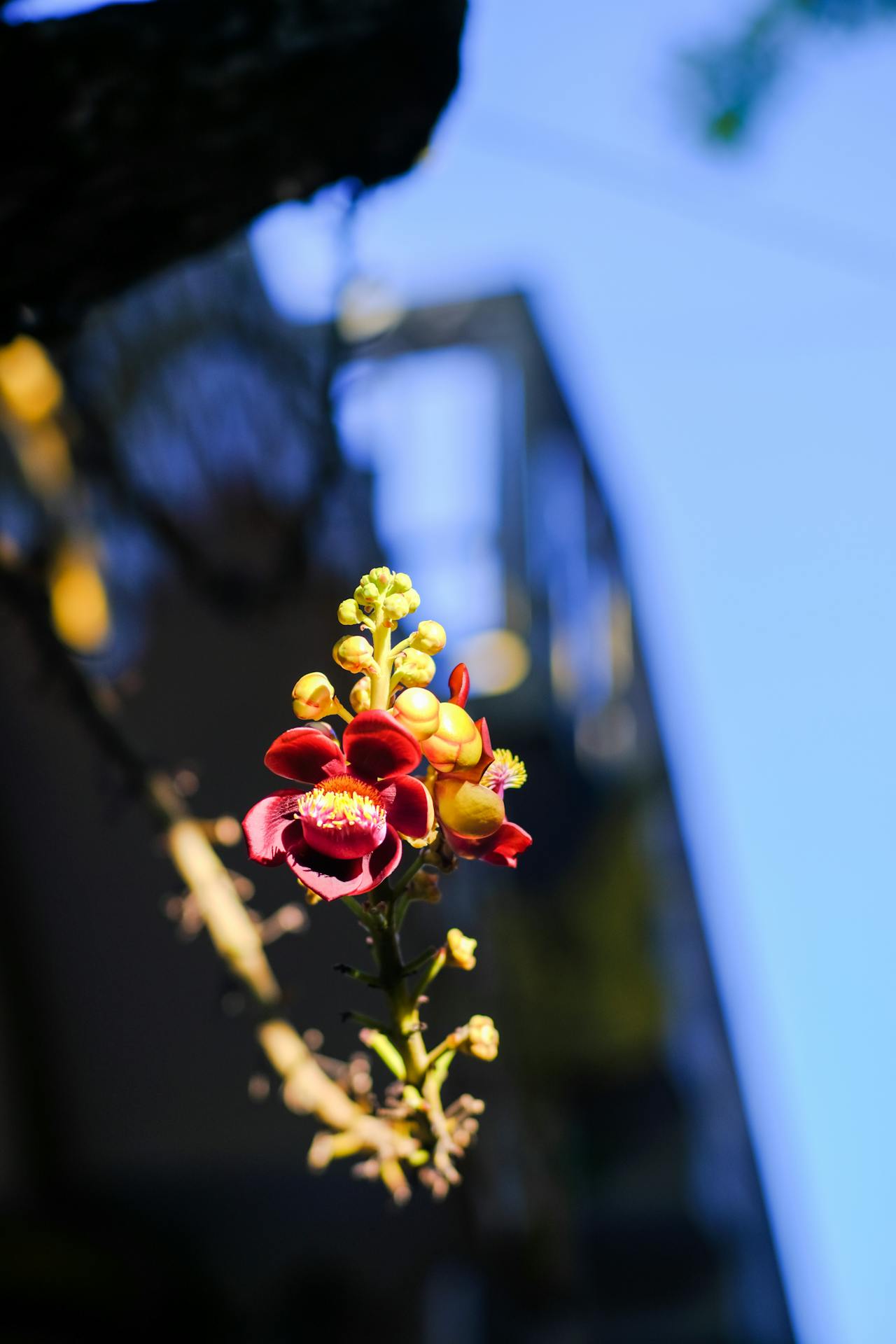 Ỷ thiên đồ long ký | Chương 38