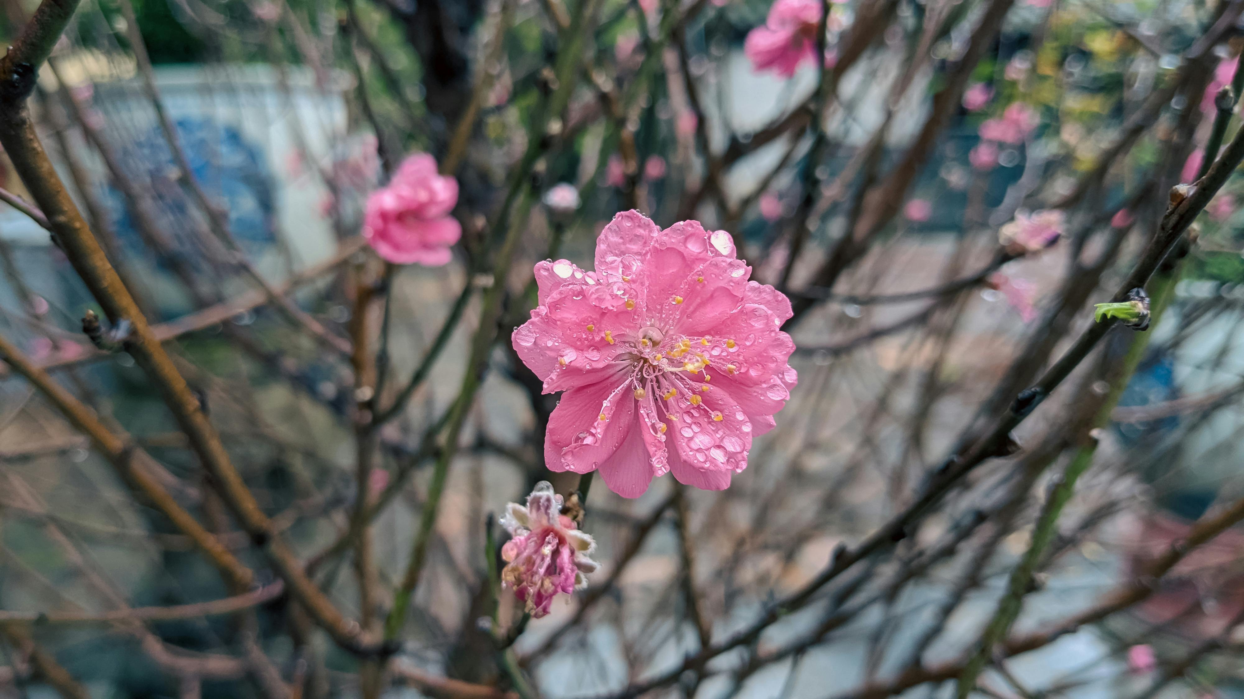 Danh sách theo thẻ phoenix, trang 2