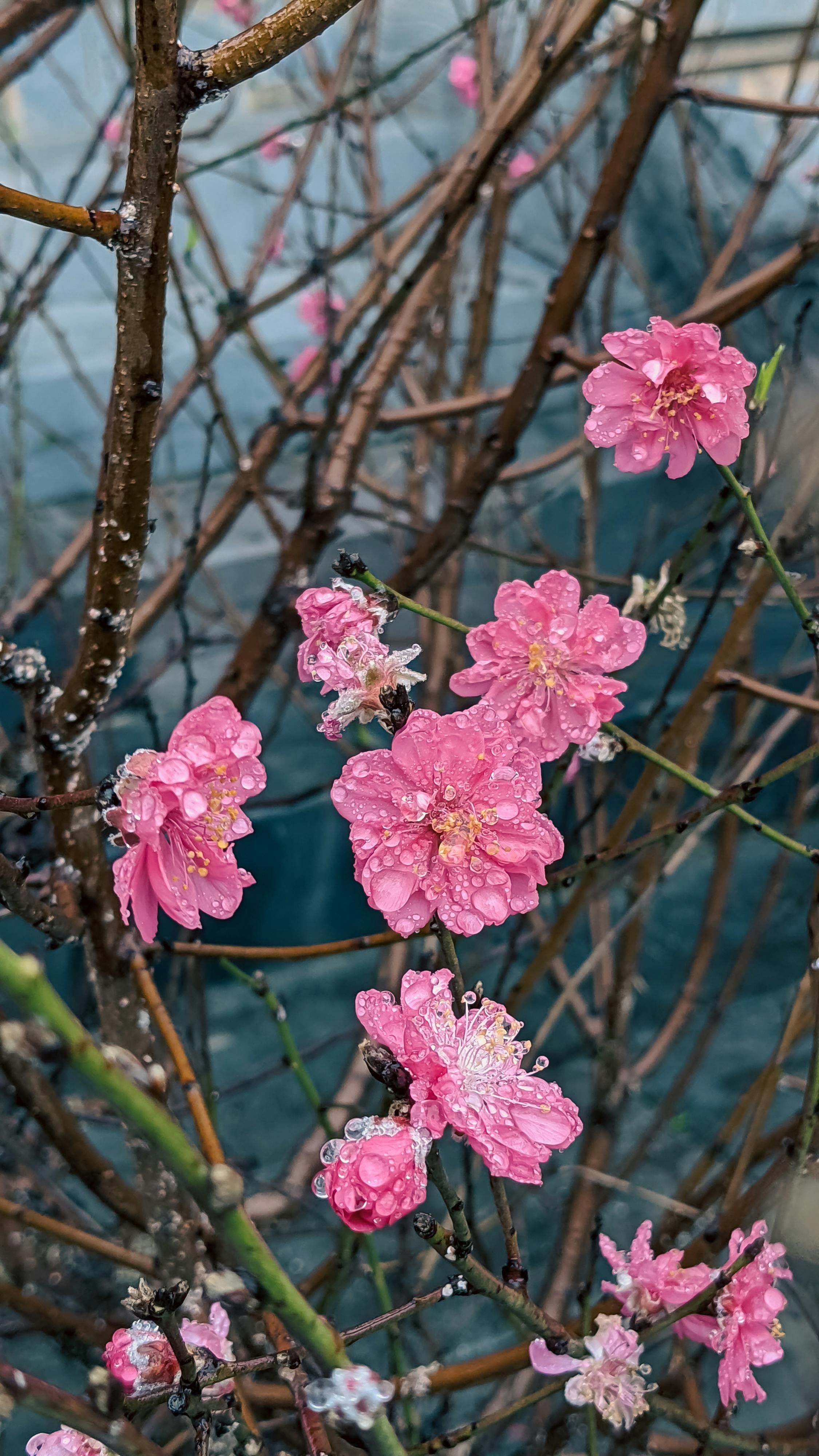 Đường xưa mây trắng | Chương 17 987 – thu vien, van hoc, van hoc viet nam, doan van, ton giao, phat giao, thien van, thuc hanh ton giao, thich nhat hanh, duong xua may trang, duong xua may trang chuong 18, duong xua may trang 18.