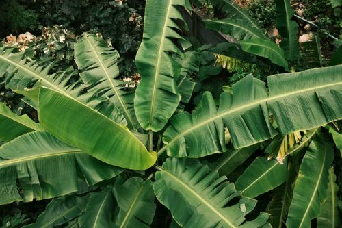 Free Aerial view of vibrant tropical banana leaves in a lush Thailand jungle. Stock Photo