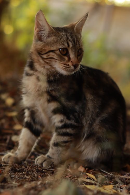 Free Close-up of a tabby cat sitting outdoors in soft, natural light, creating a warm and serene scene. Stock Photo