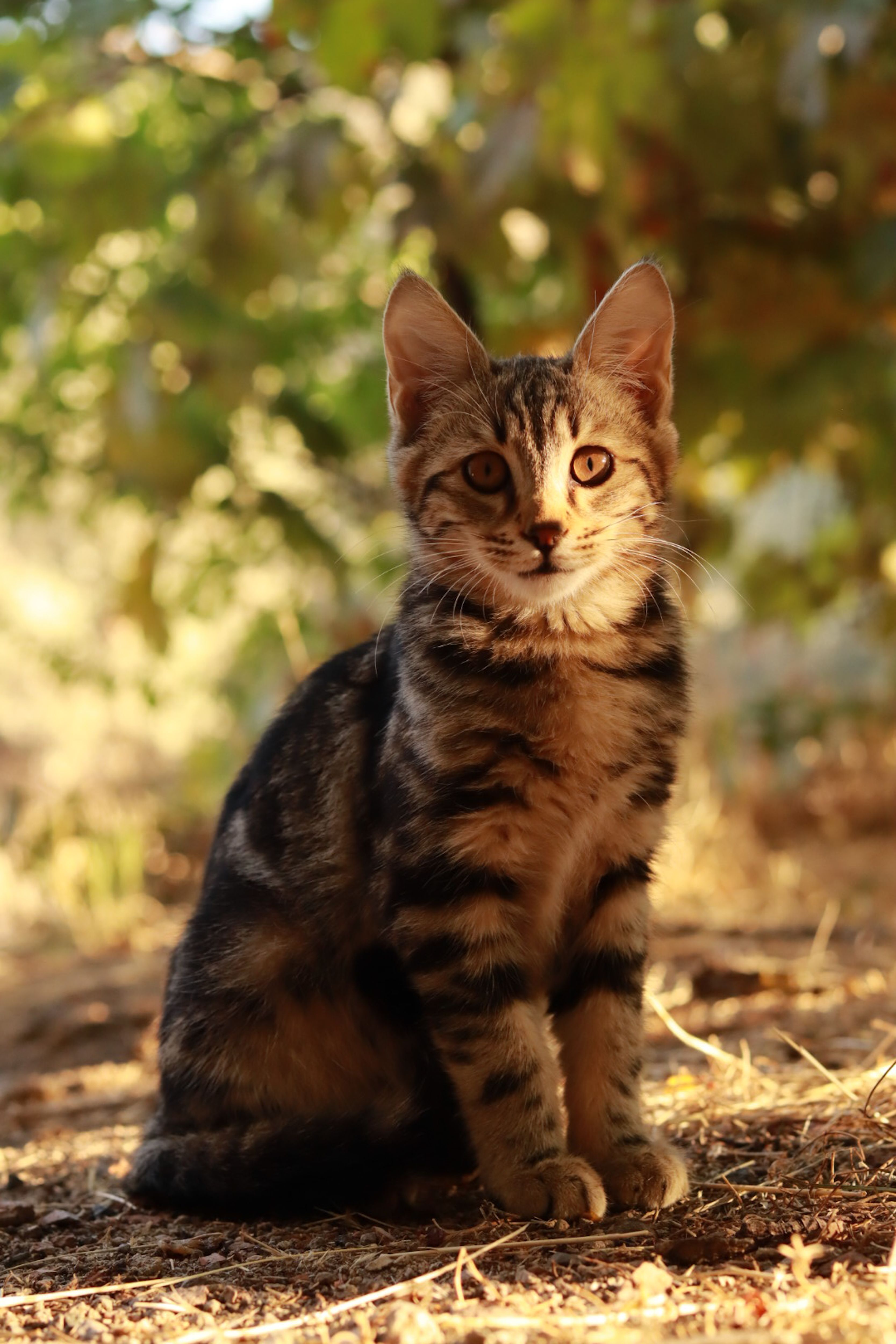 Young Tabby Cat Sitting in Sunlit Garden · Free Stock Photo