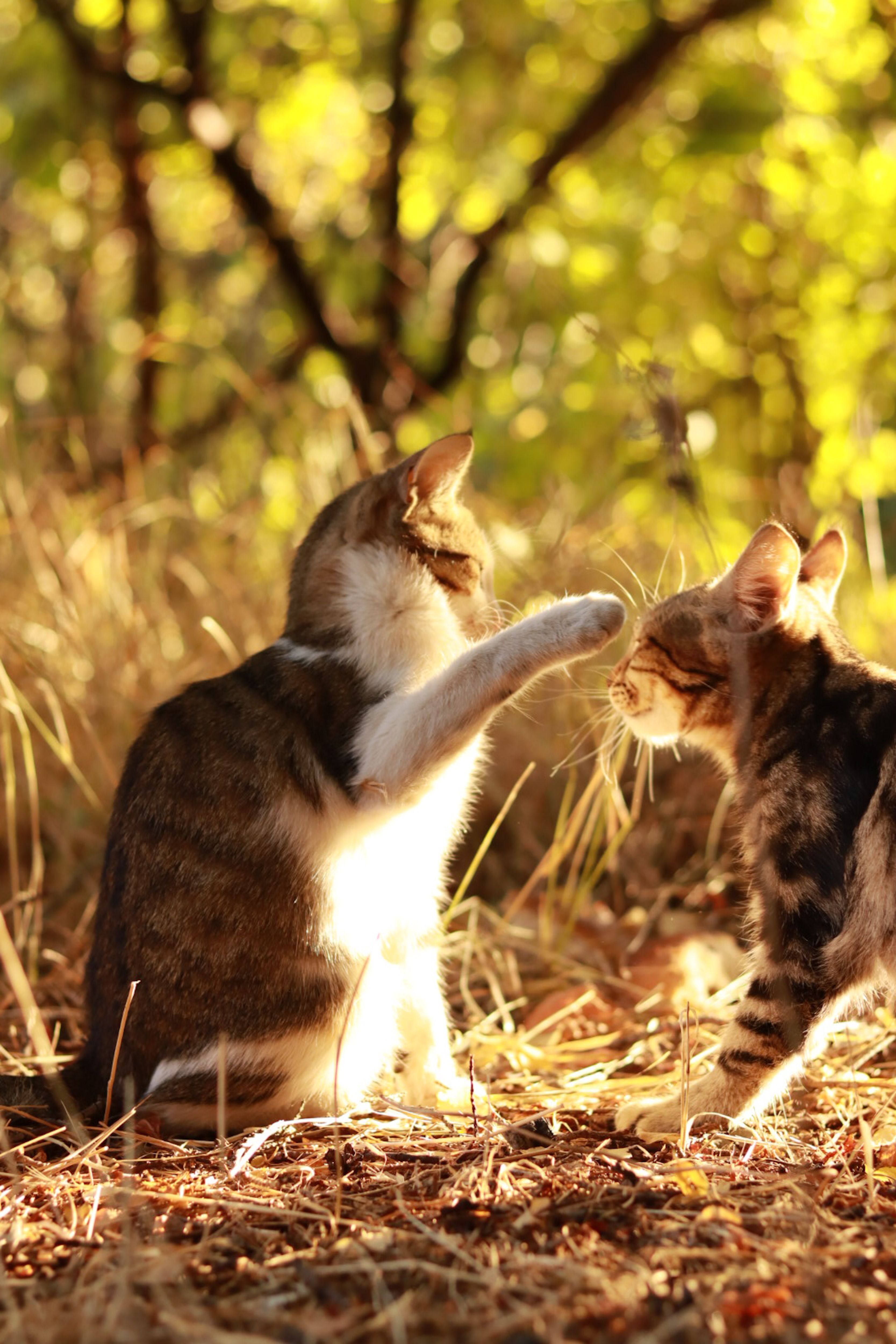 Two cats playfully interacting in a sunlit forest setting, surrounded by autumn foliage.