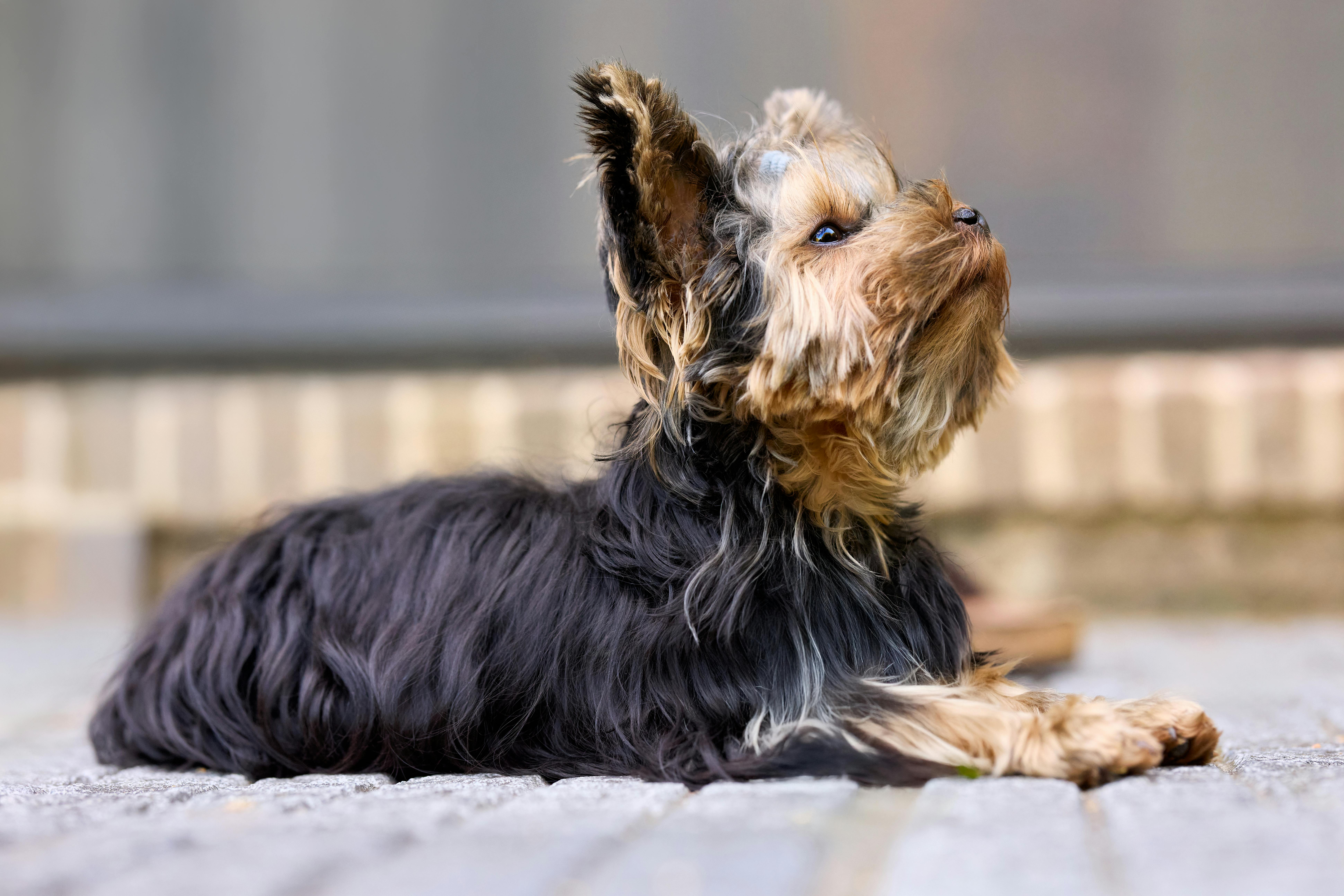 Adorable Yorkie puppy lying on pavement, gazing upwards with curiosity. Perfect companion pet portrait.