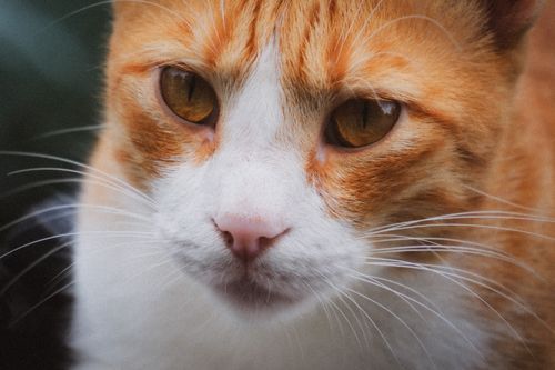 Free Detailed close-up portrait of a ginger cat with vibrant orange eyes, showcasing feline beauty. Stock Photo