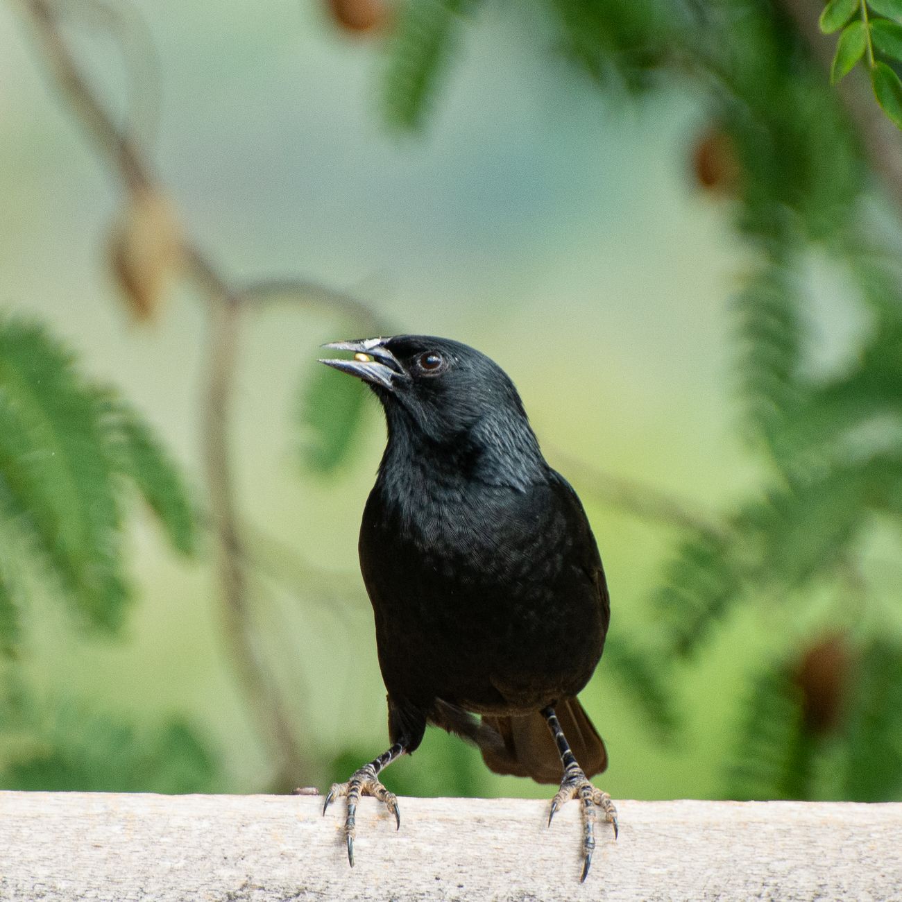 A black bird perched outdoors against a natural, blurred background in Brasil.