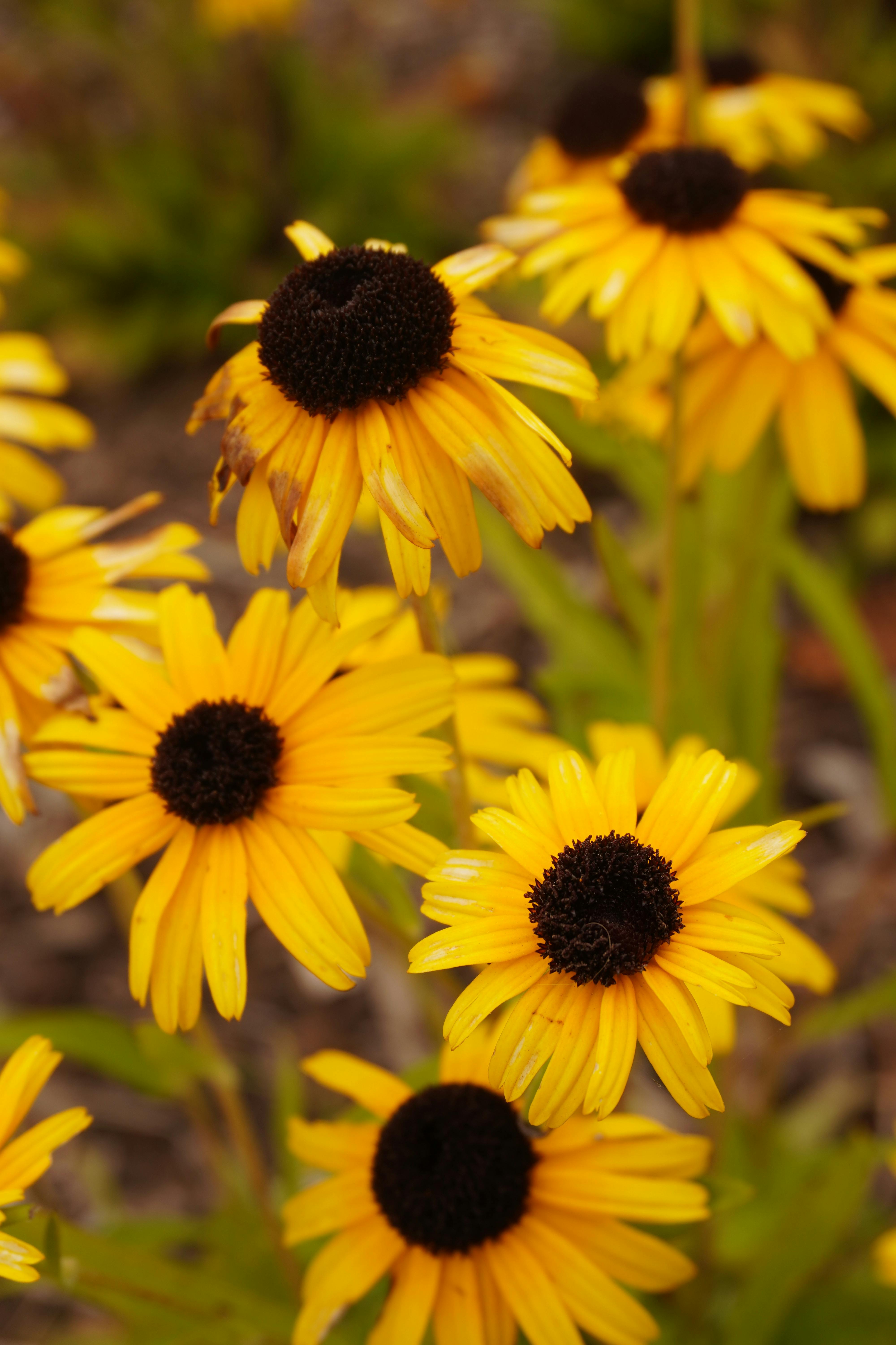 The Secret to an Abundant Garden: Why You Need 'Generalist' Plants