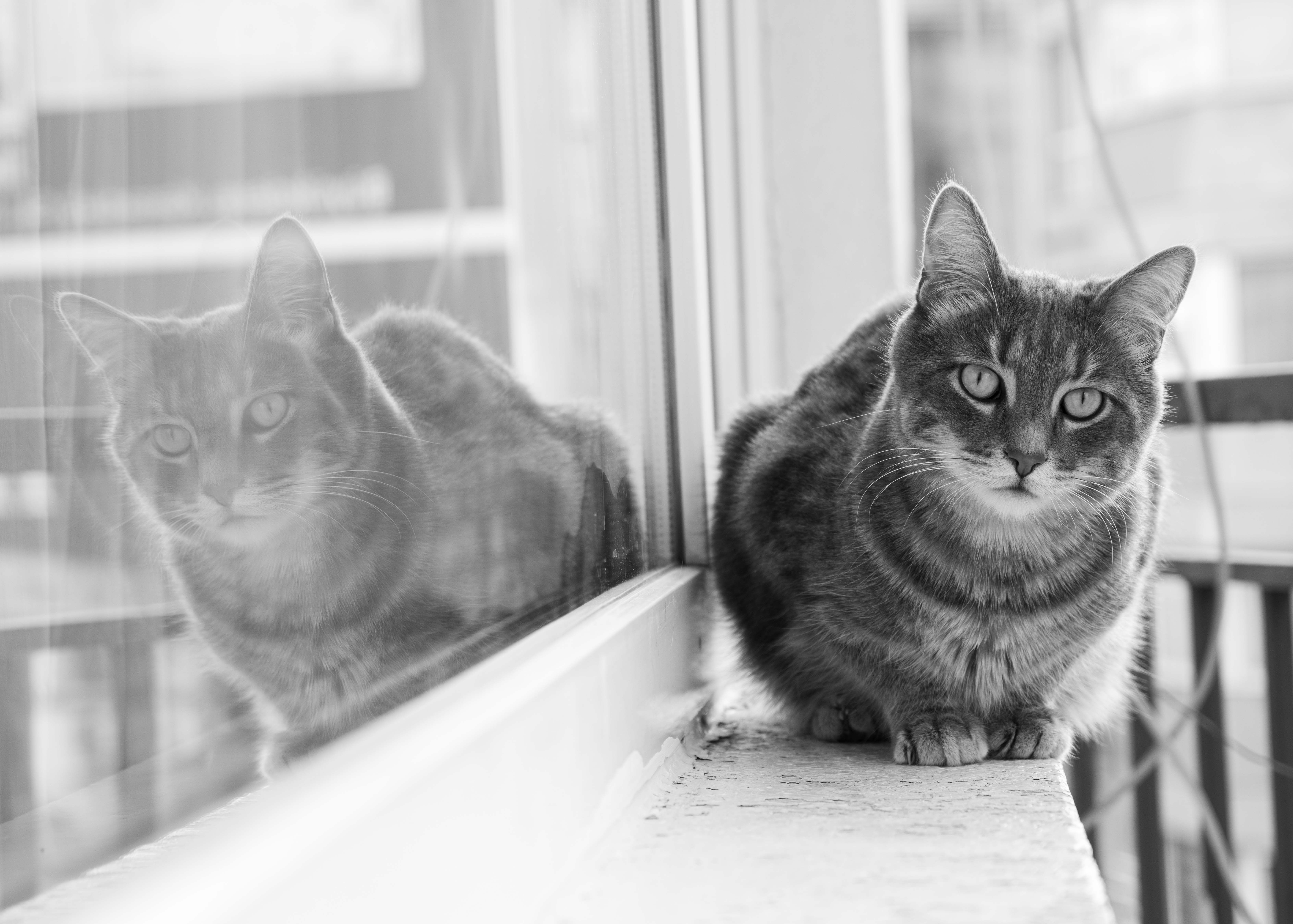 Veterinary care for a cat