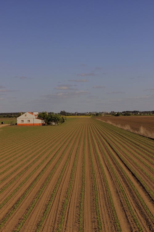 Agricultural field with tilled soil and green plants near rural house against cloudless blue sky