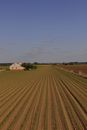 Agricultural field with tilled soil and green plants near rural house against cloudless blue sky