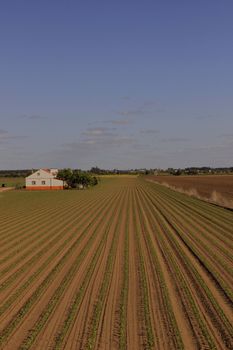 Agricultural field with tilled soil and green plants near rural house against cloudless blue sky