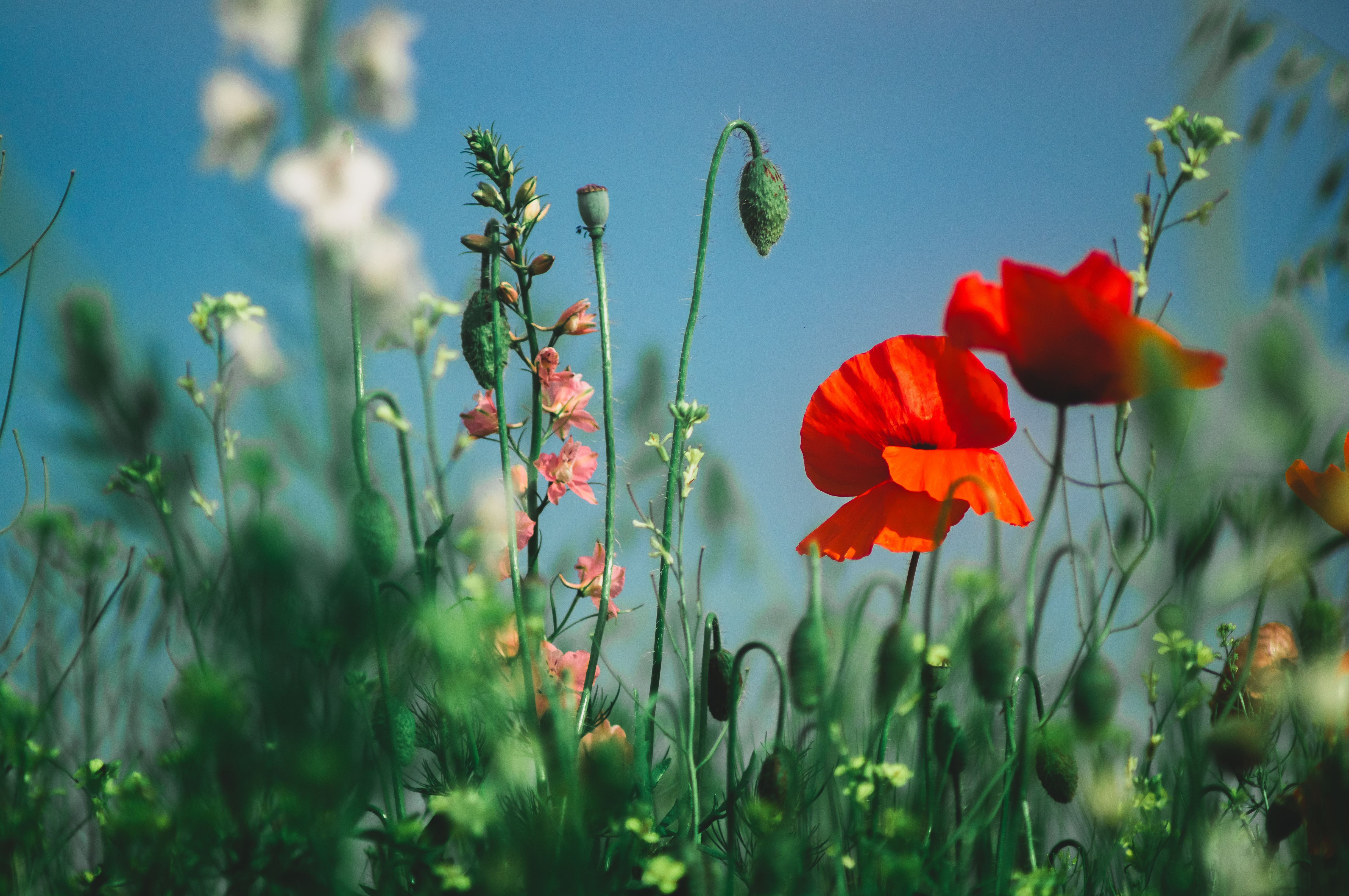 free-photo-of-vivid-poppy-and-