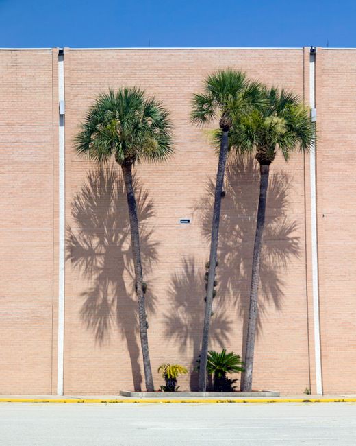Sunny day featuring palm trees casting shadows on a pink brick wall in Titusville, Florida.