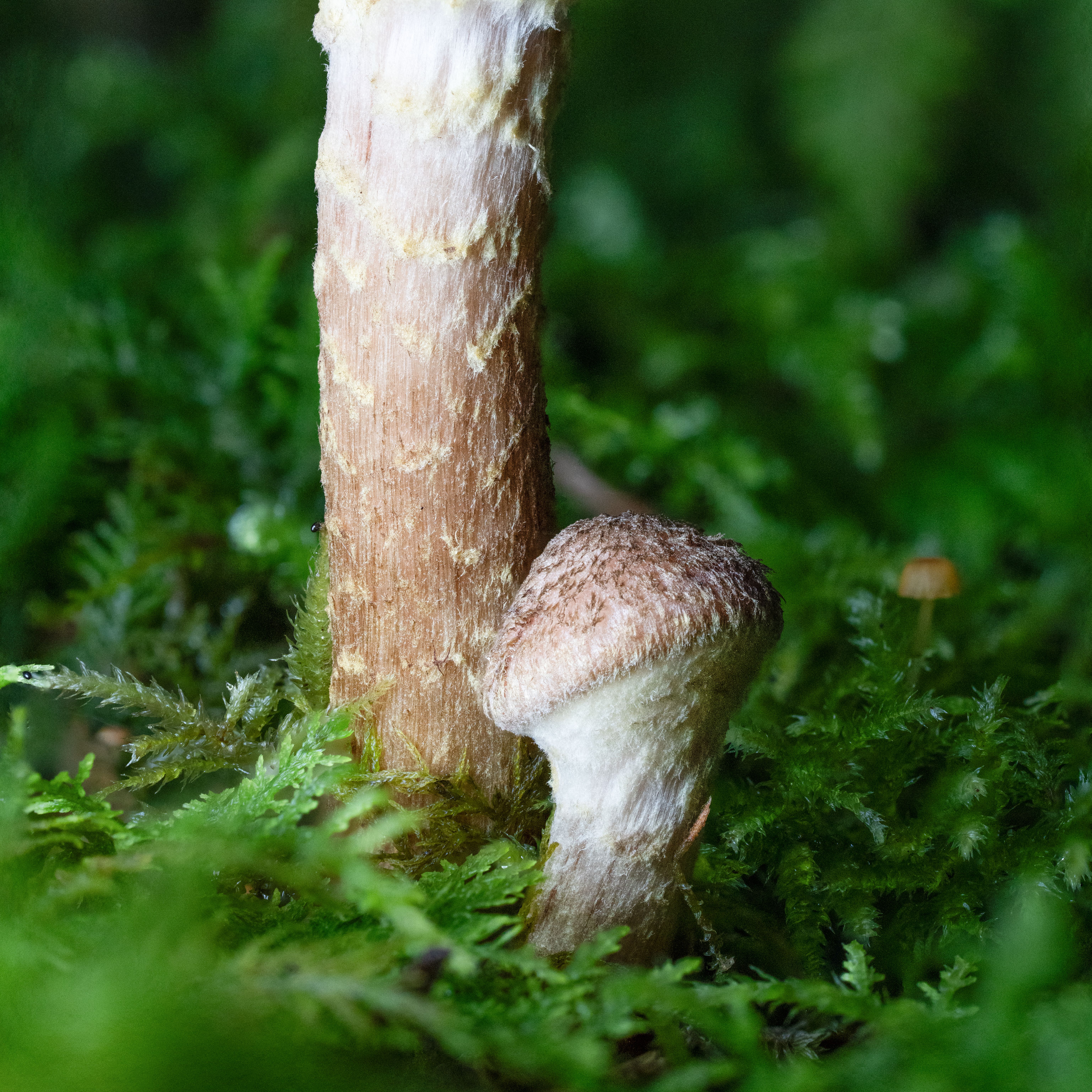 Gratis Gambar close-up jamur yang tumbuh di lumut hutan yang rimbun di Lausanne, Swiss. Foto Stok