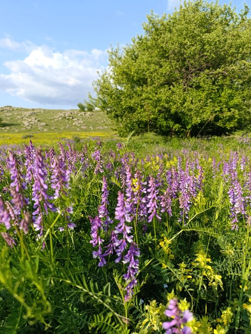 Free A vibrant meadow filled with purple wildflowers under a clear blue sky in springtime. Stock Photo