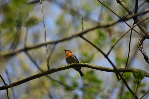 Free A small colorful bird perched on a tree branch in a sunlit forest during springtime. Stock Photo