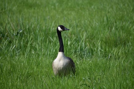 A majestic Canadian goose standing in a vibrant green meadow in Belgium.